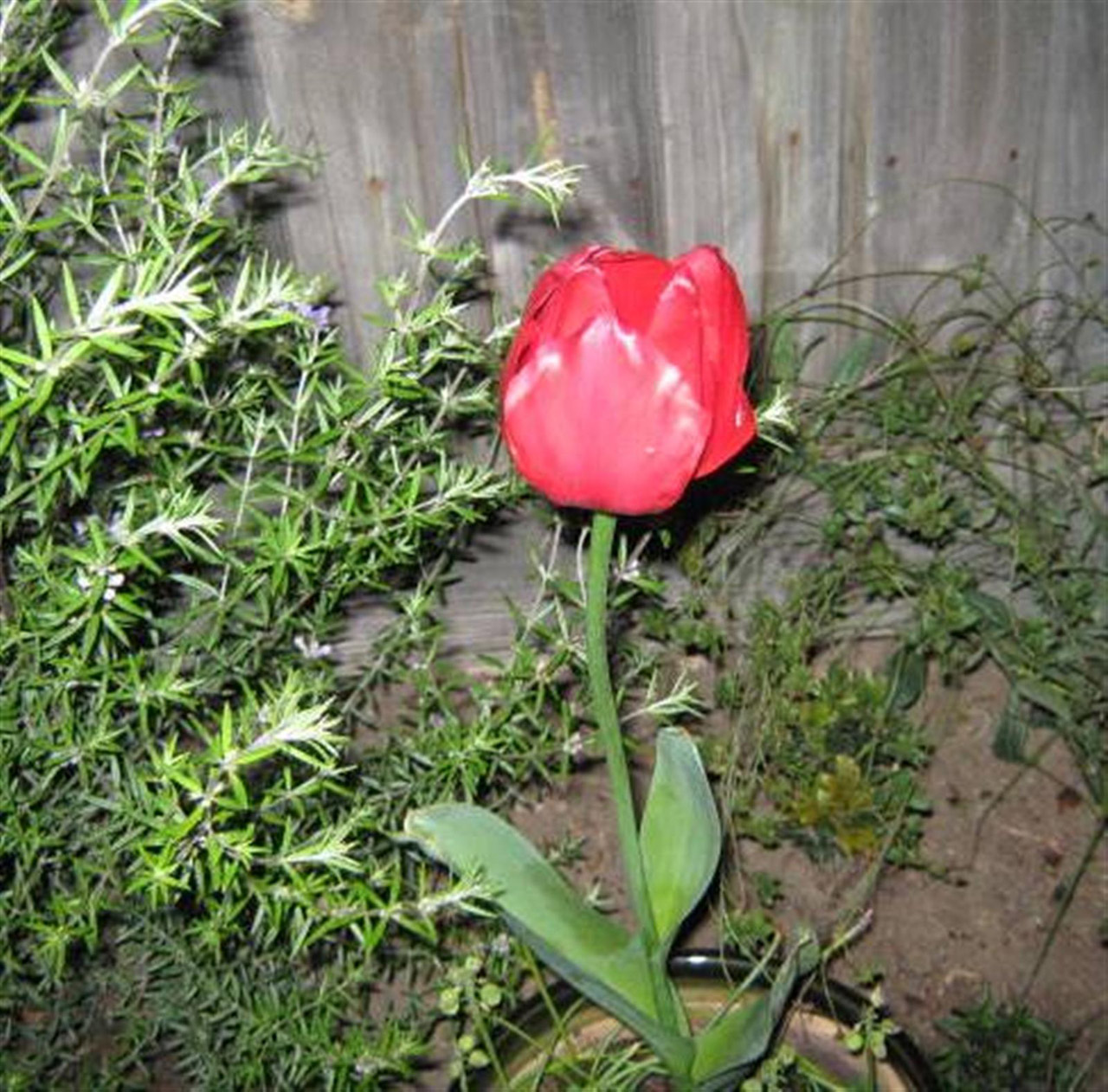 night tulip red free photo