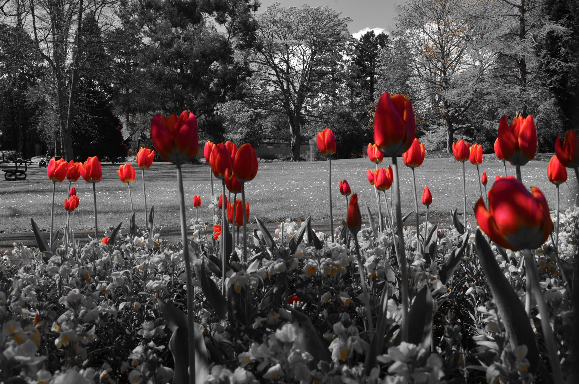 red tulip tulips free photo