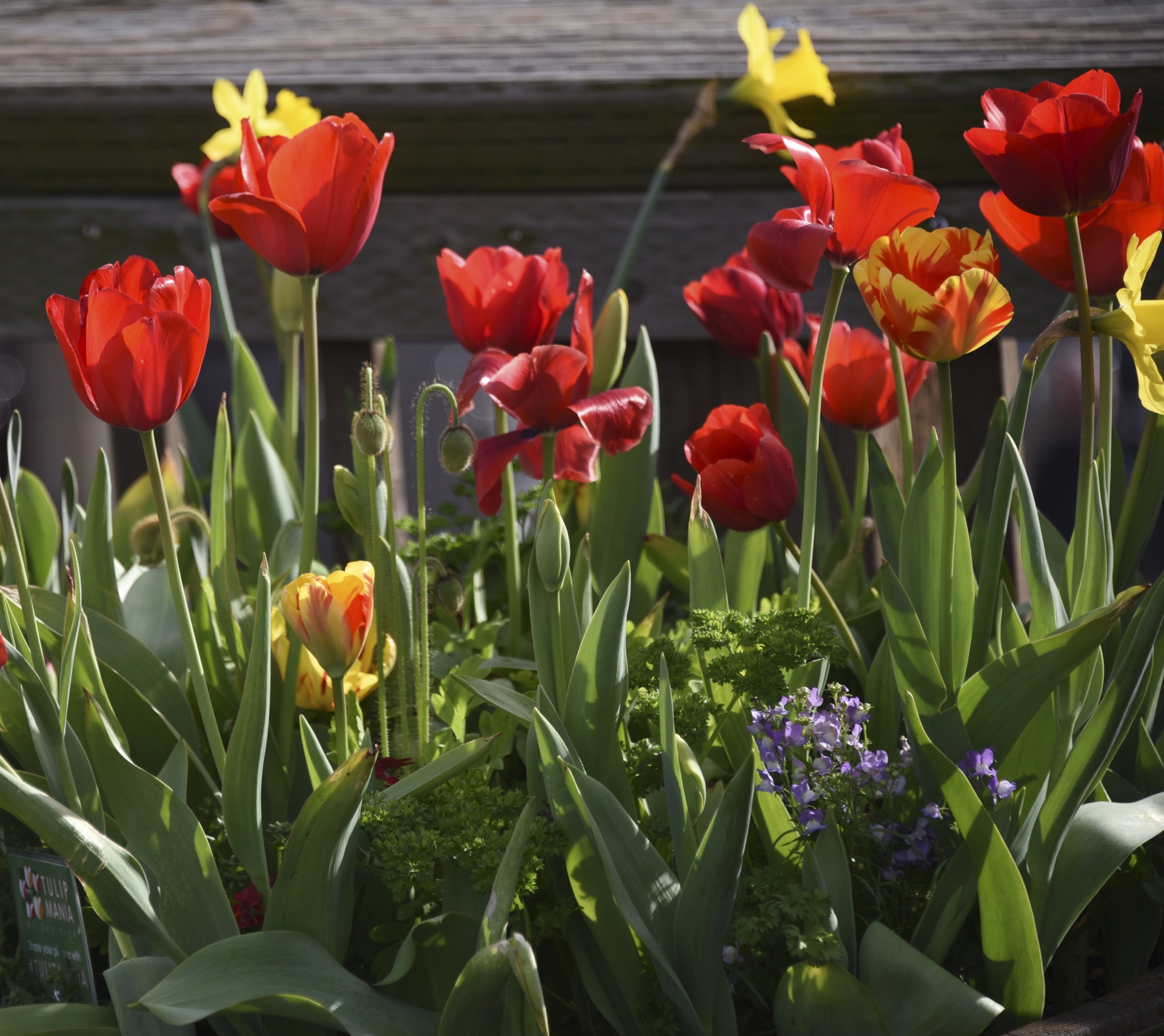 tulips red pot free photo