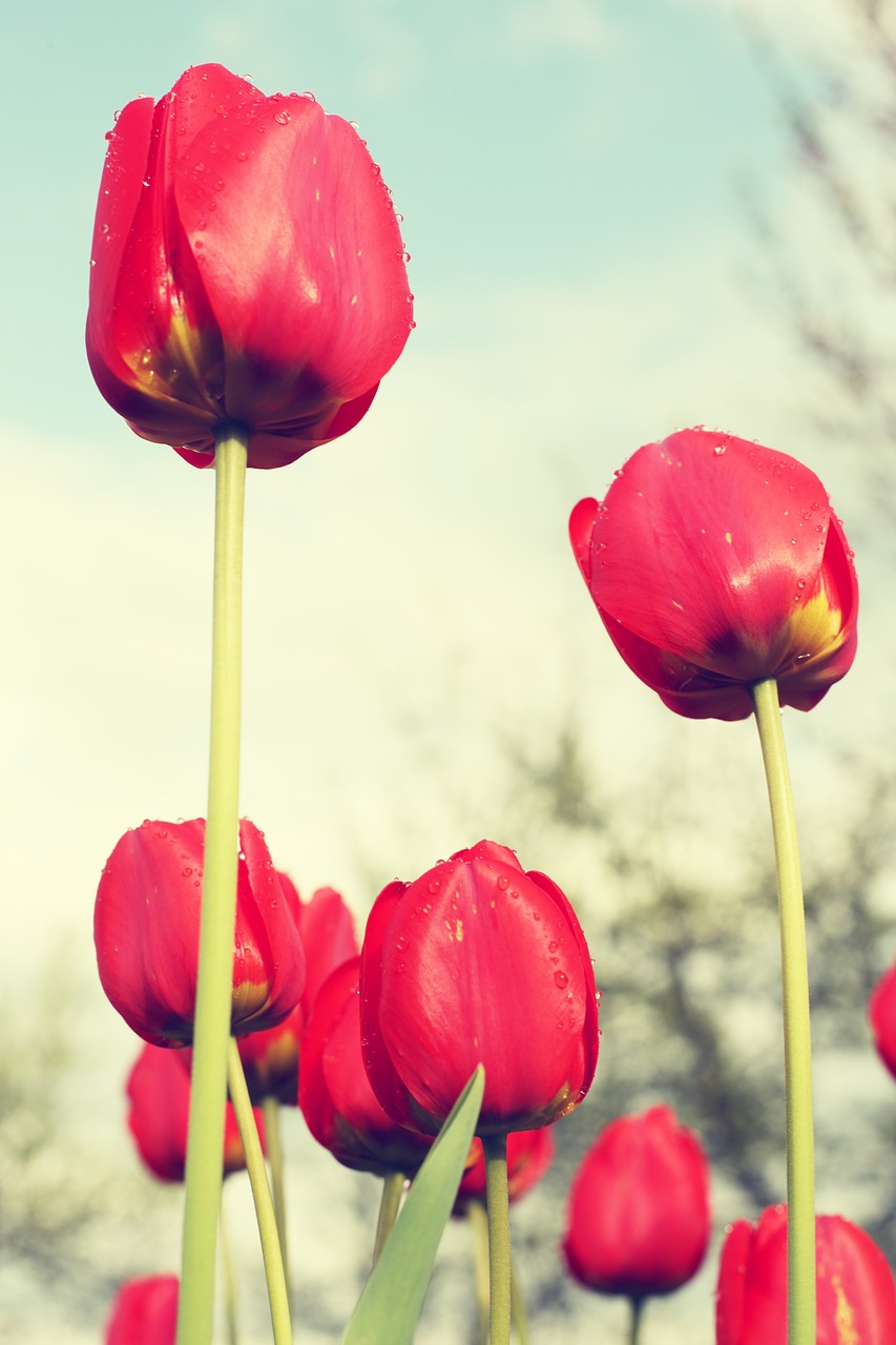 red tulips field flowers free photo