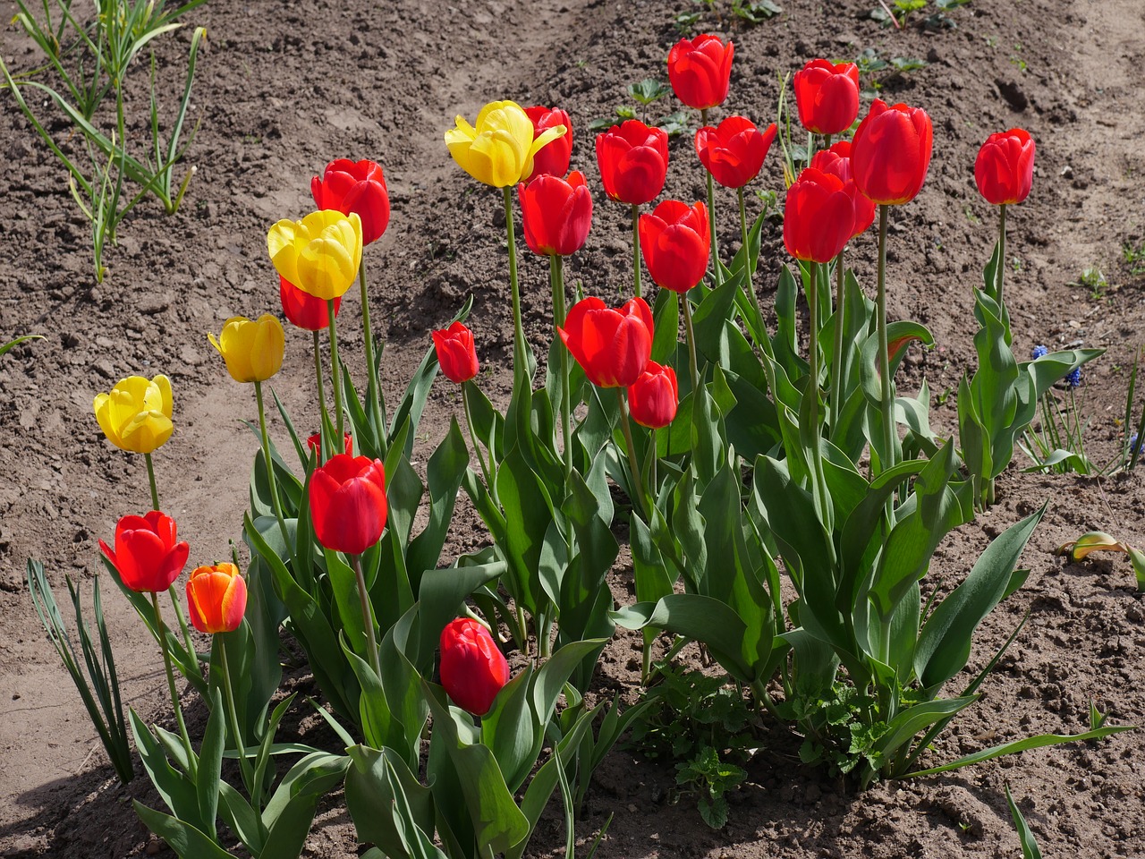 red tulips yellow tulips garden flowers free photo