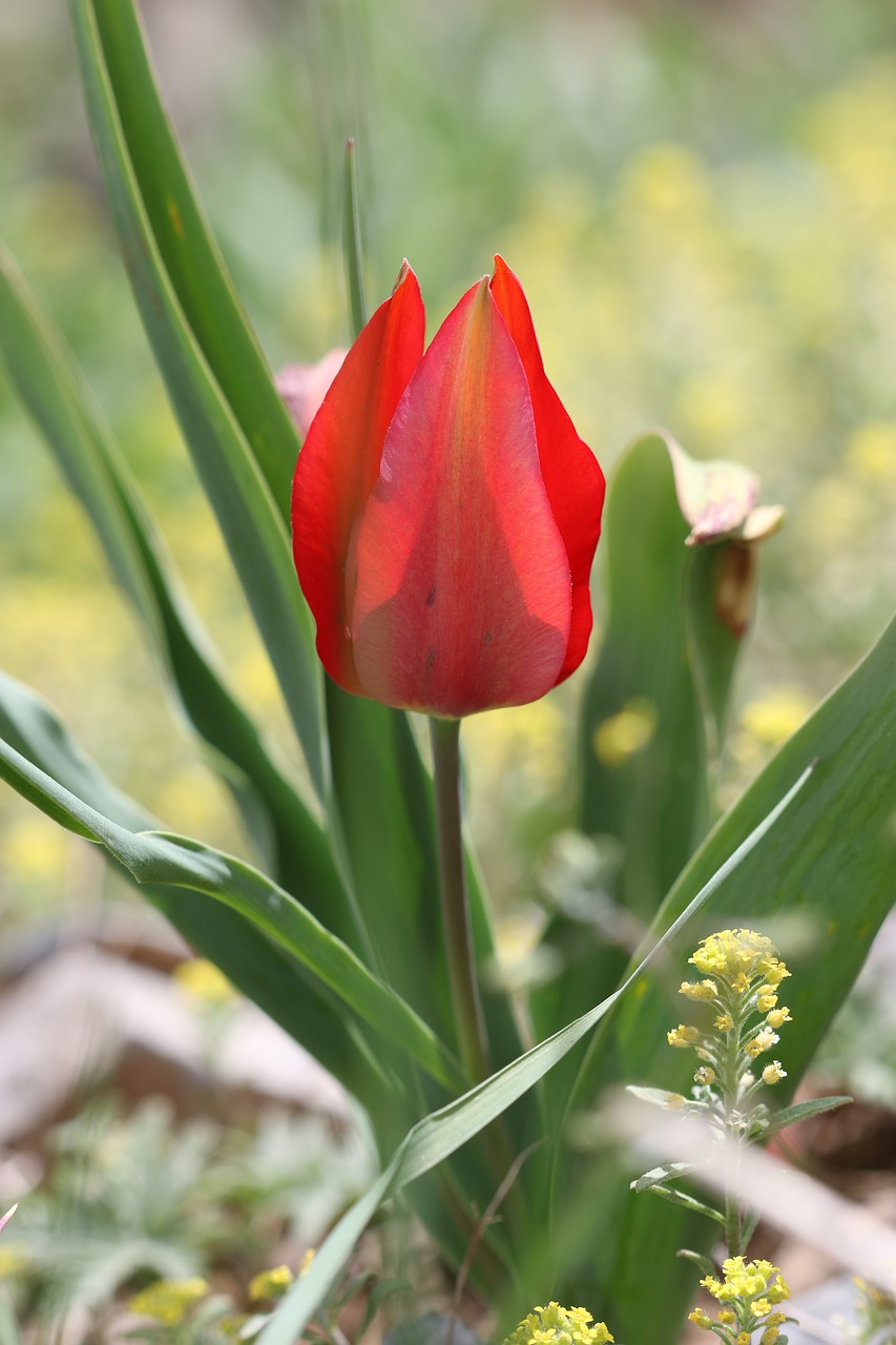 red tulips tulips green free photo