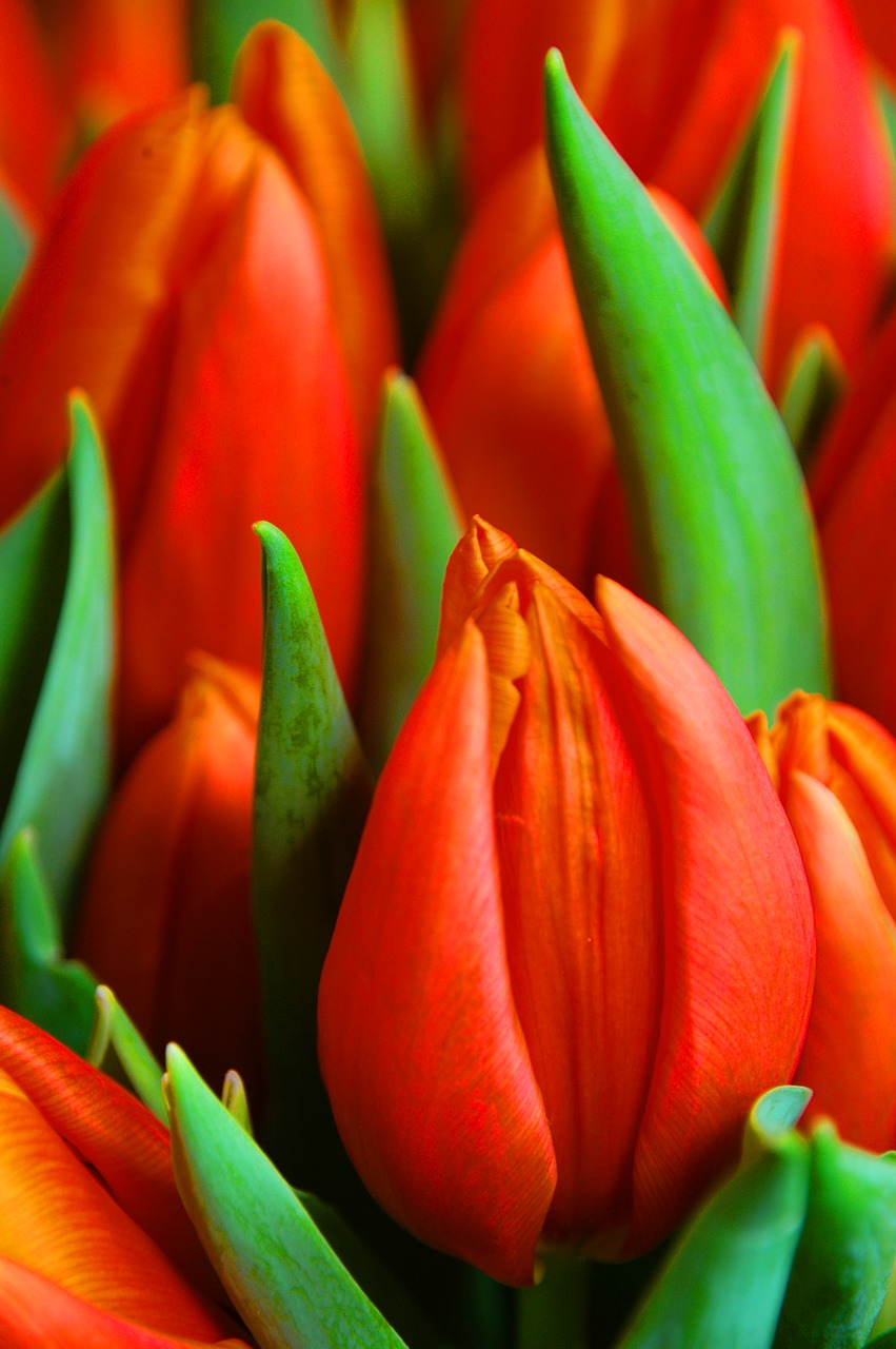 red tulips flowers flora free photo