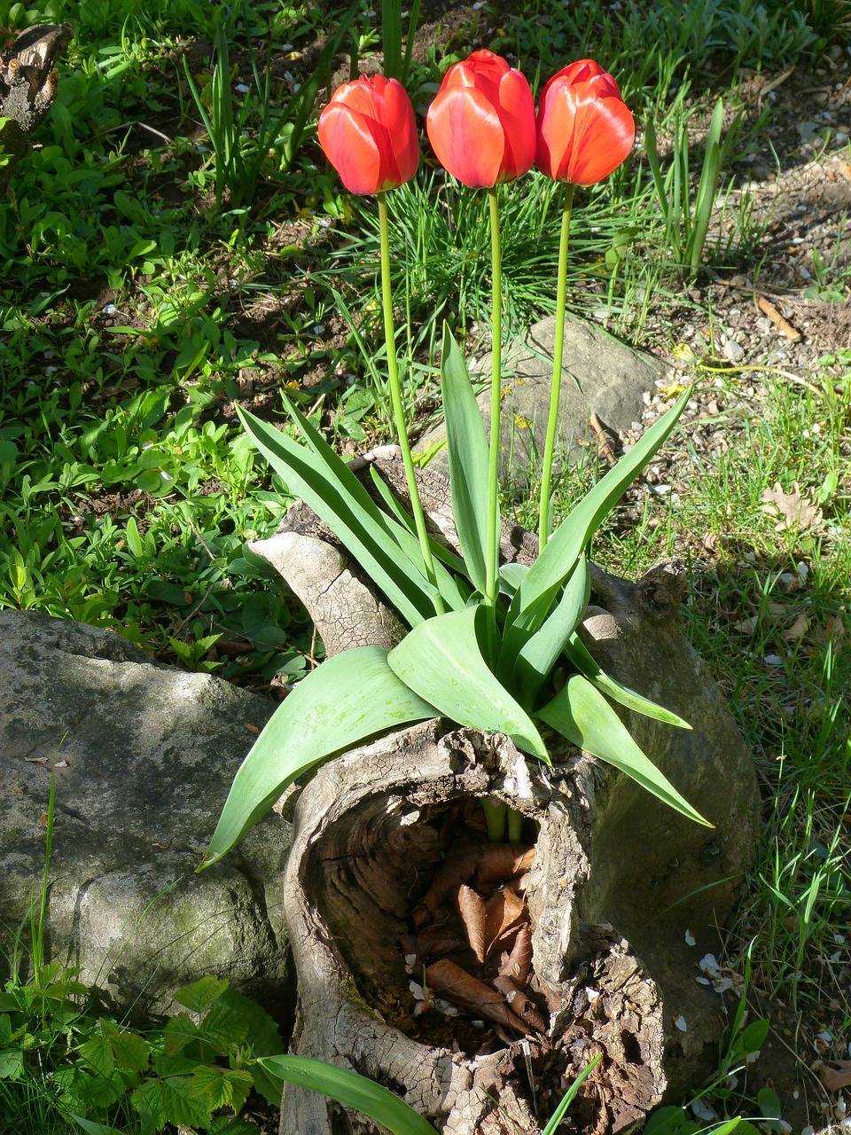 red tulips flowers garden free photo