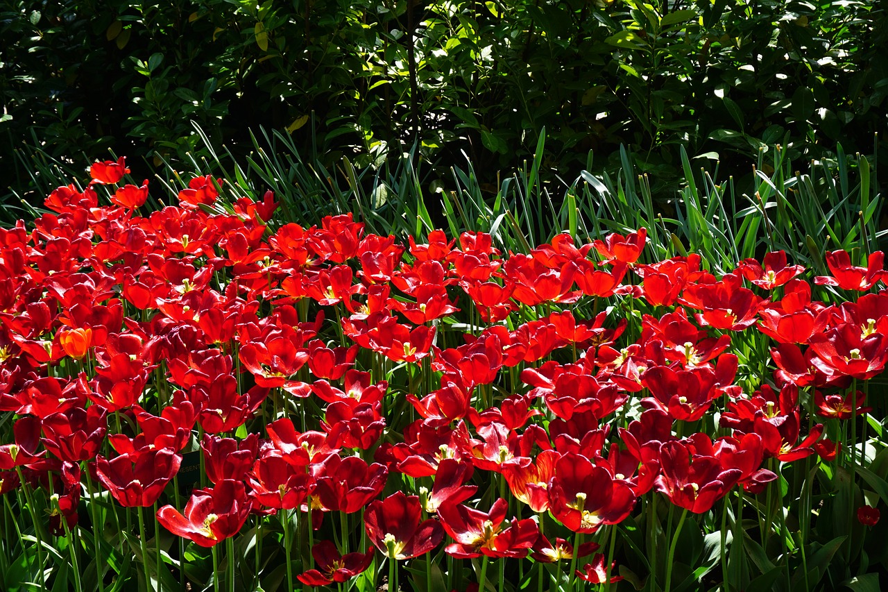 red tulips keukenhof flowers free photo