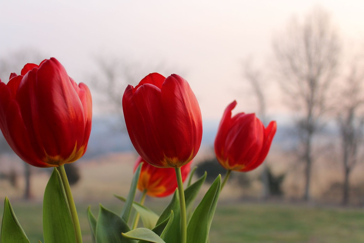red tulips pink background free photo