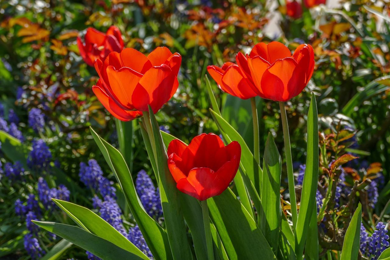 red tulips  grapes hyazynthen  in sunlight free photo