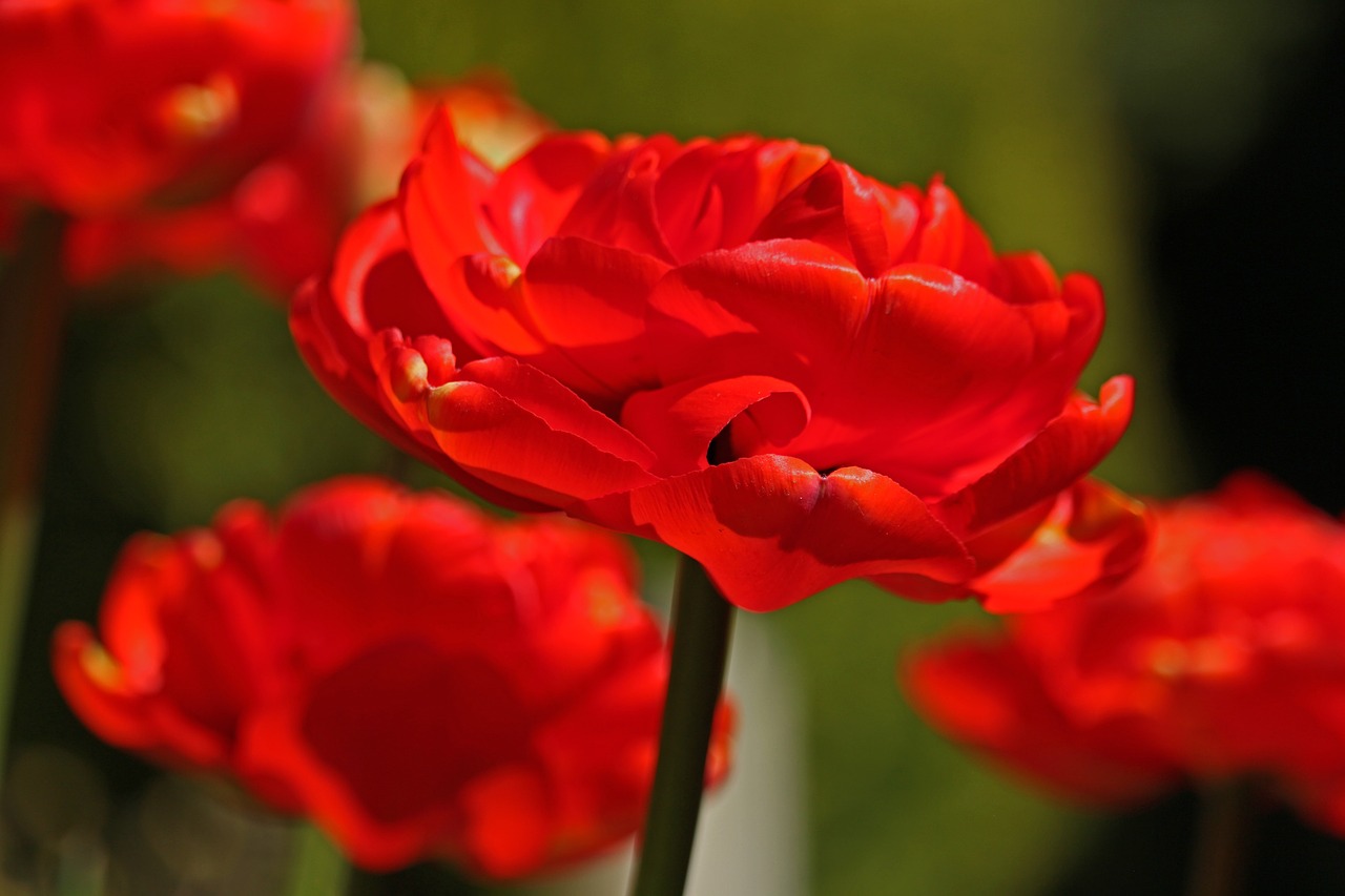 red tulips  roses tulips  frühlingsanfang free photo