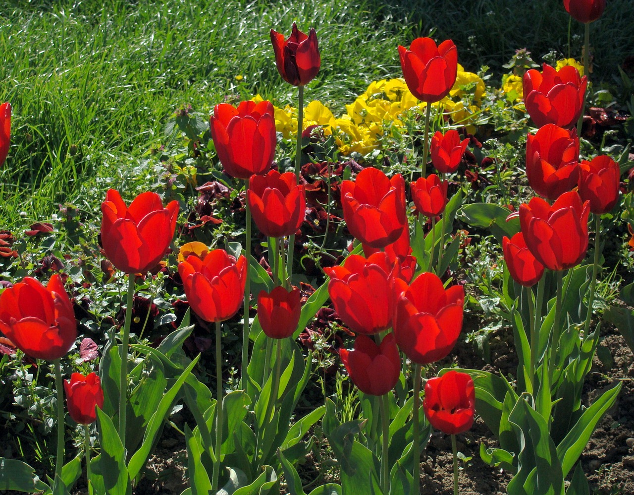 red tulips tulips flowers free photo