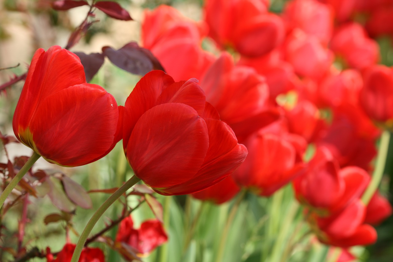 red tulips flowers tulip free photo