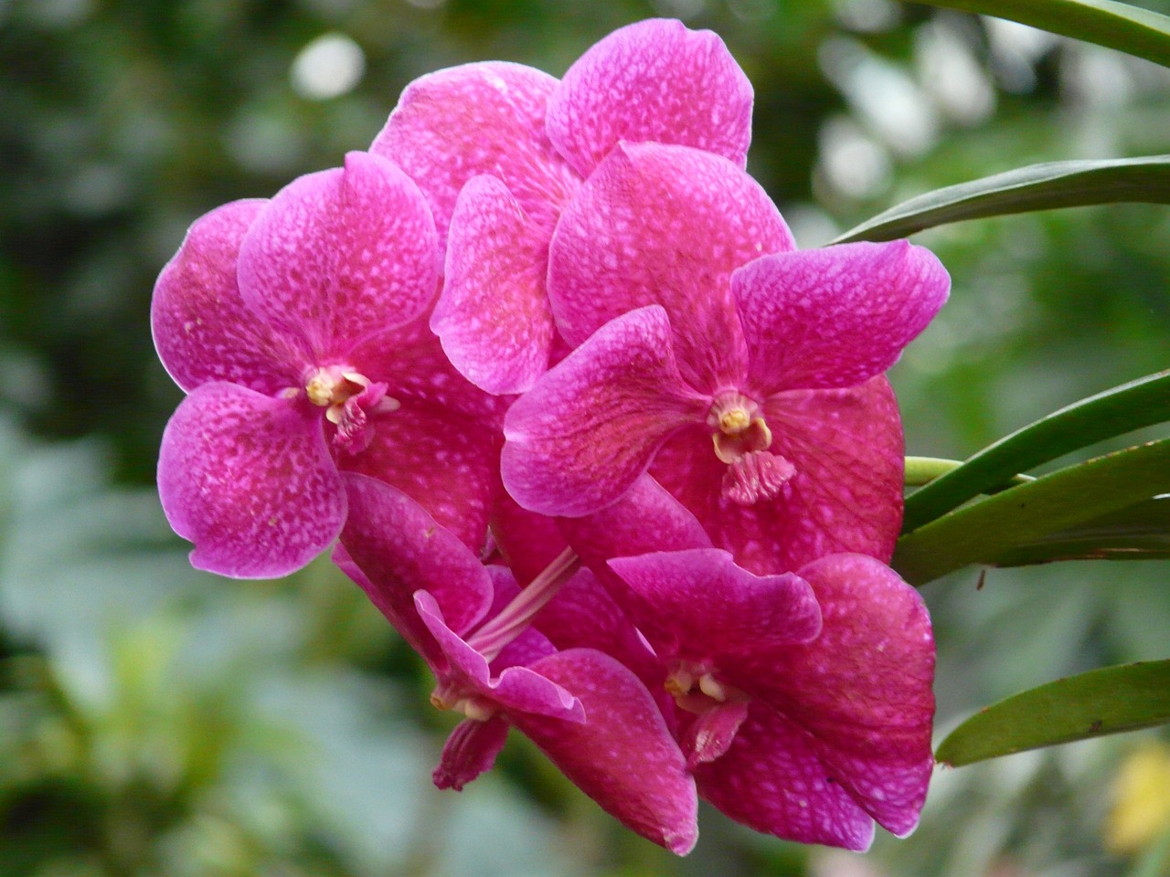 red vanda orchid orchid red free photo