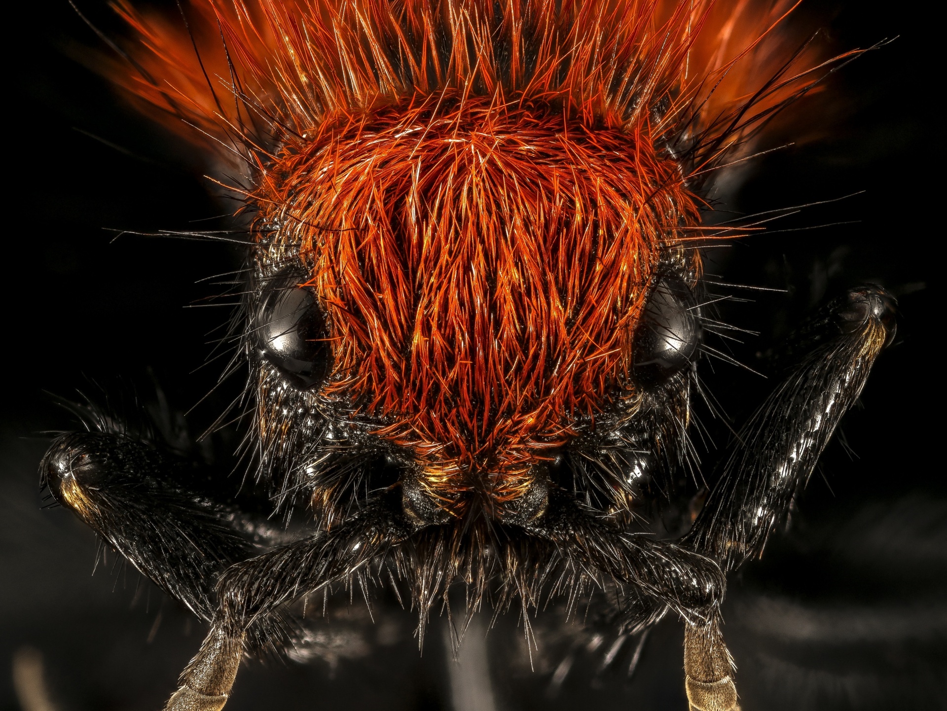 velvet ant female hairy free photo