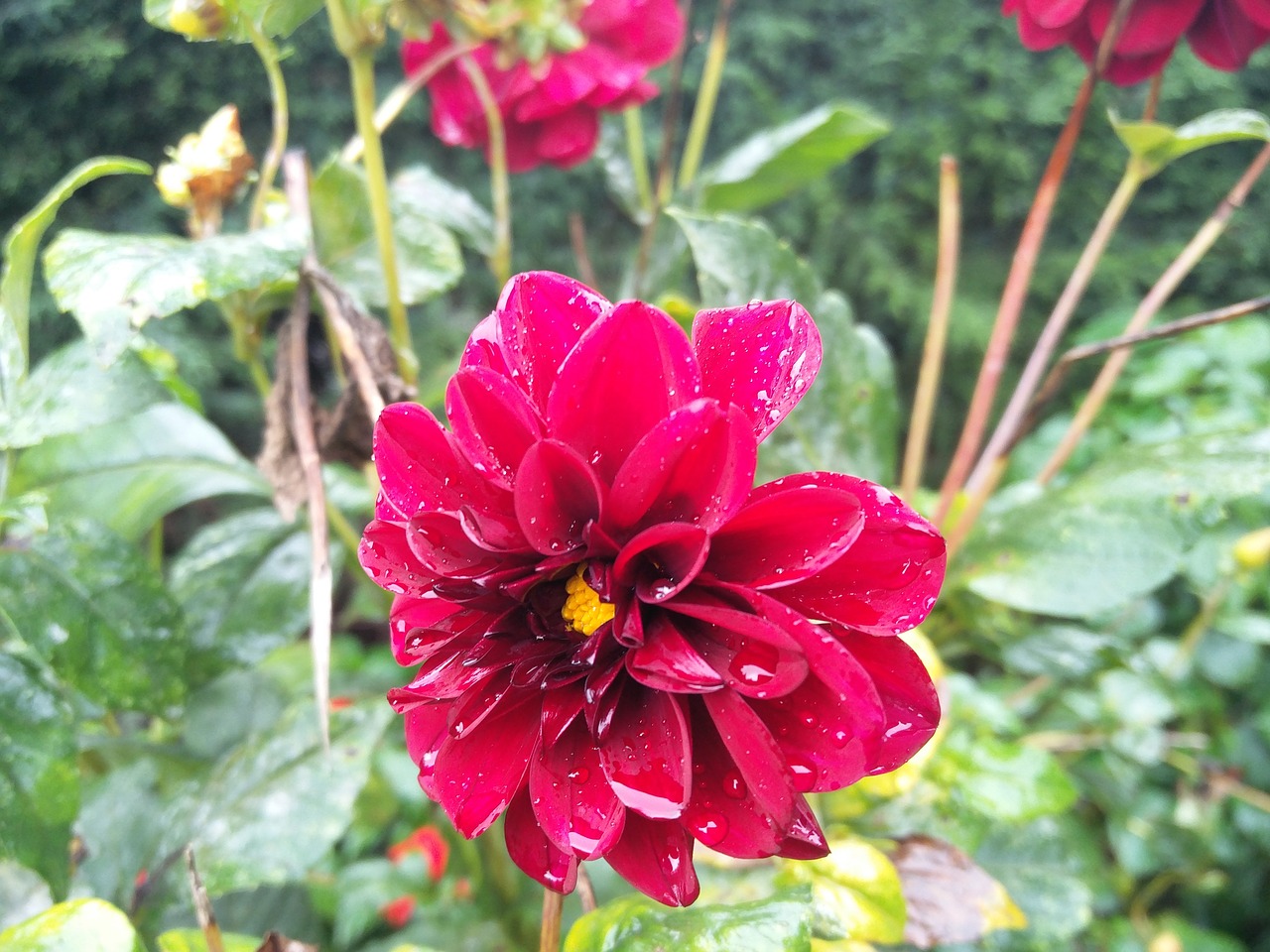red velvet flower dew fresh free photo