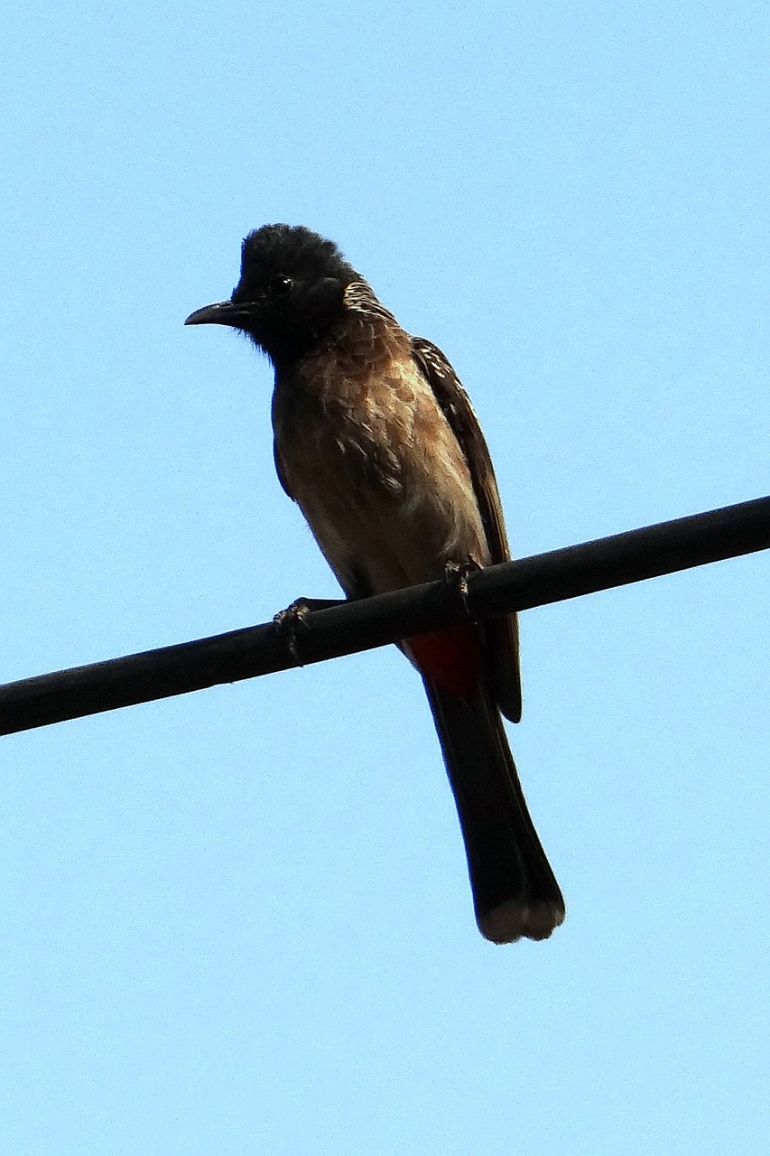 red-vented bulbul pycnonotus cafer dharwad free photo