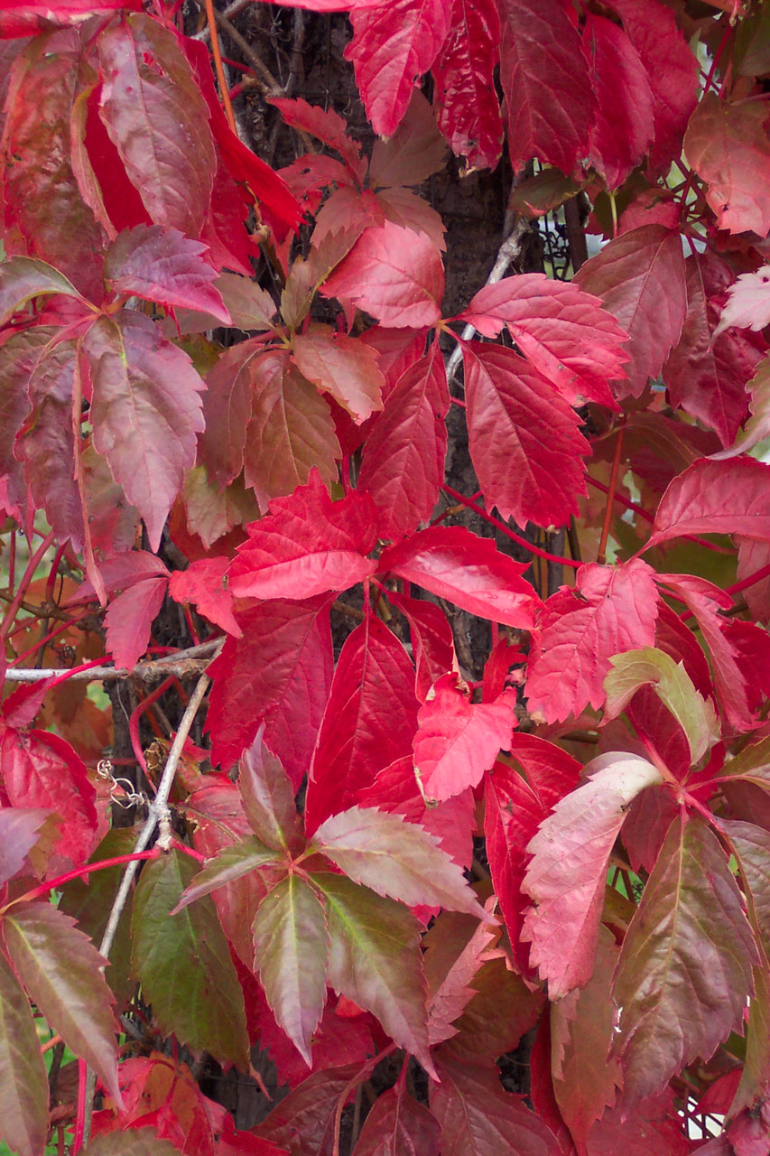 red vines foliage free photo