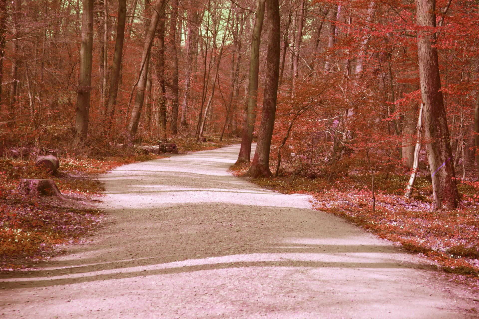 red forest red forest free photo