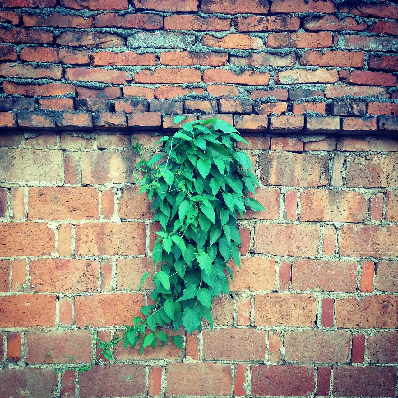 red walls green leaf dawn free photo