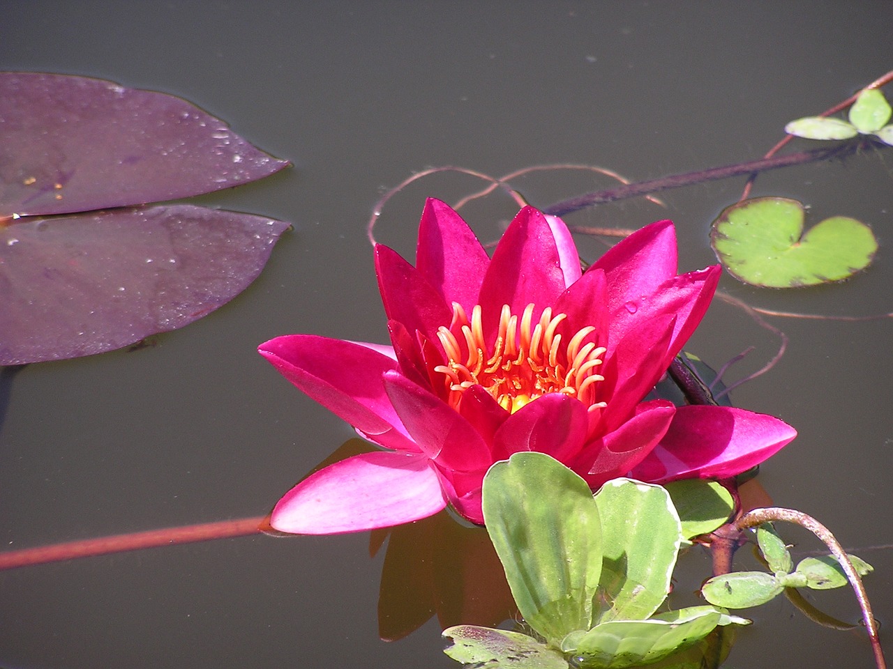 red water lily red waterlily lotus free photo
