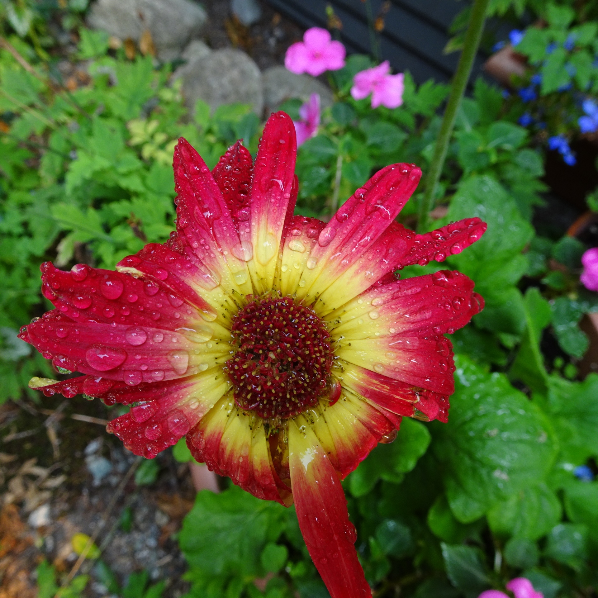 red flower green free photo