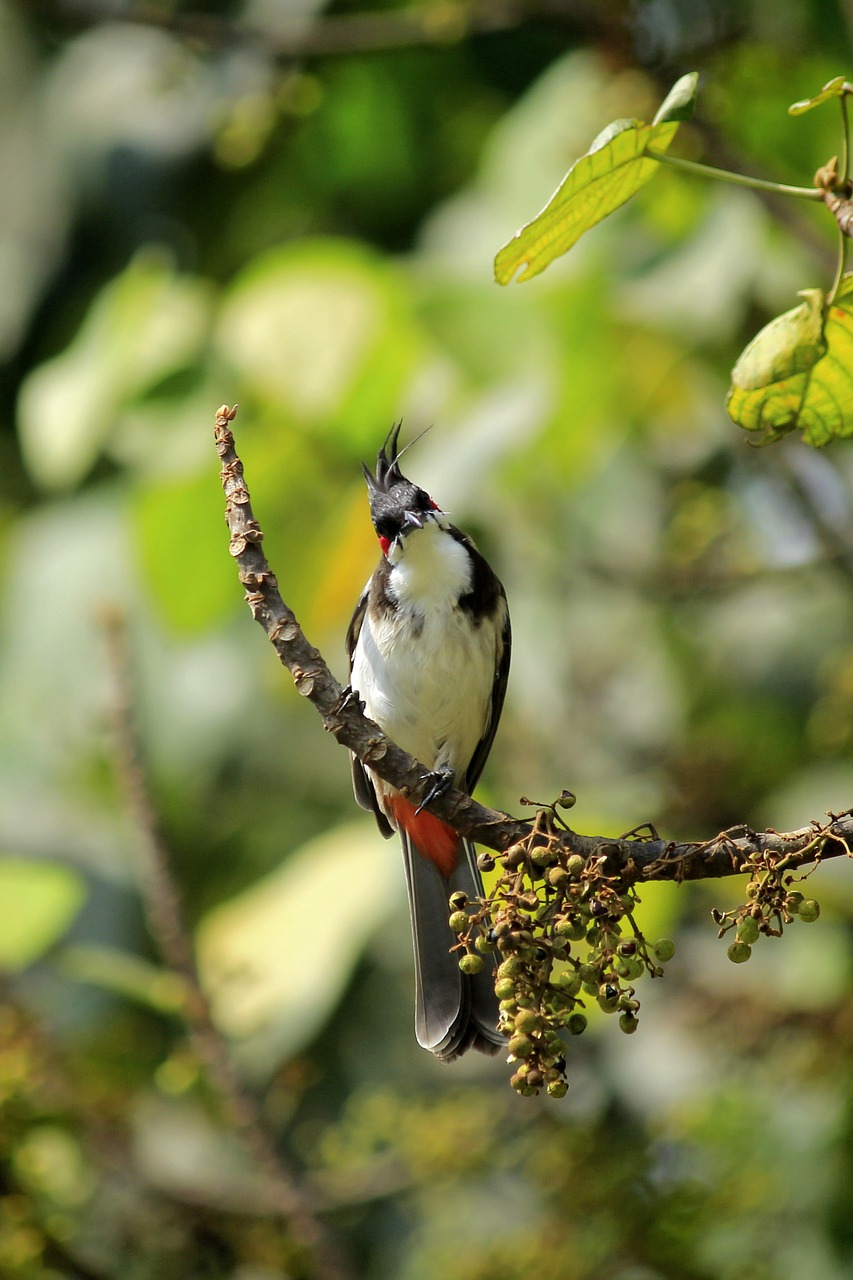 red-whiskered bulbul crested bulbul pycnonotus jocosus free photo