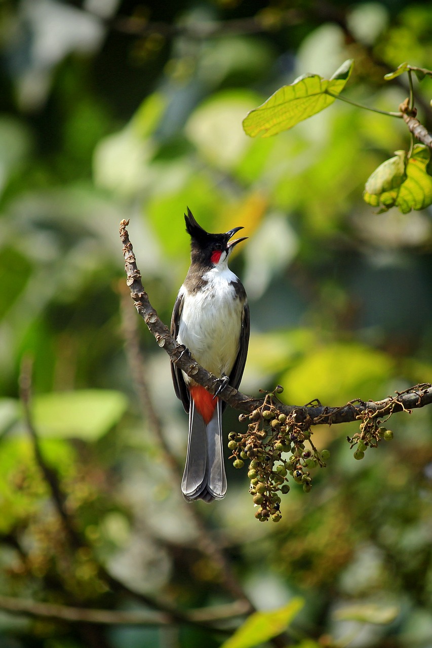 red-whiskered bulbul crested bulbul pycnonotus jocosus free photo