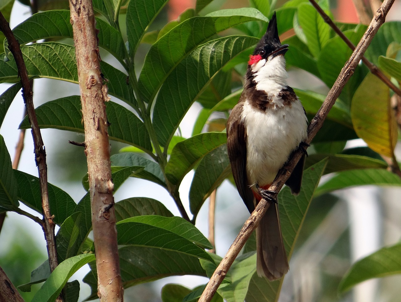 red-whiskered bulbul pycnonotus jocosus bulbul free photo