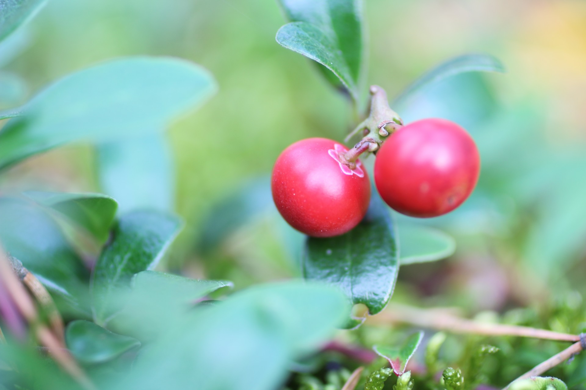 red wild berries free photo