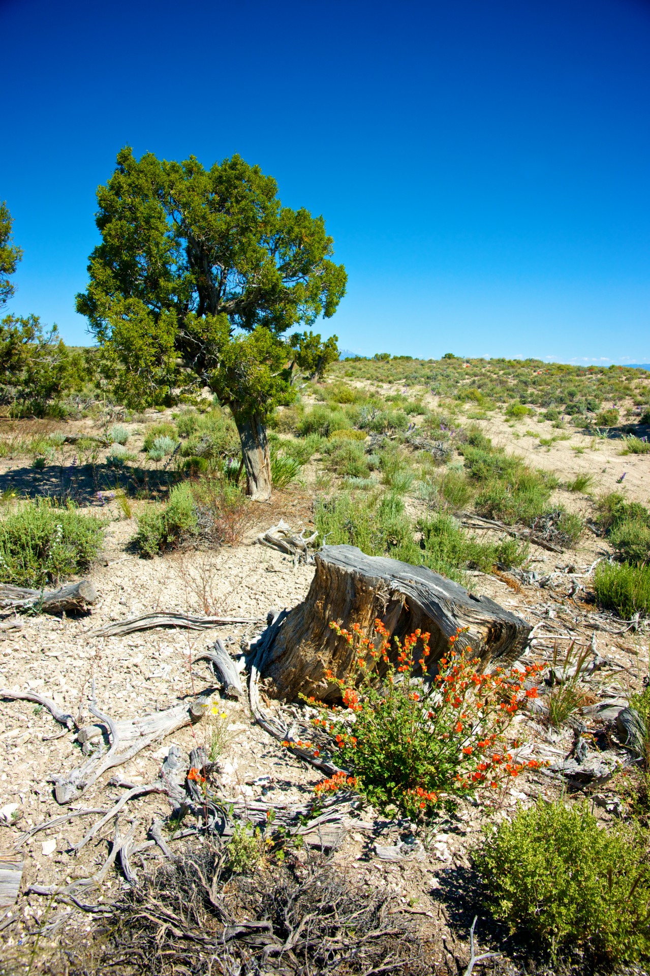 climate desert environment free photo