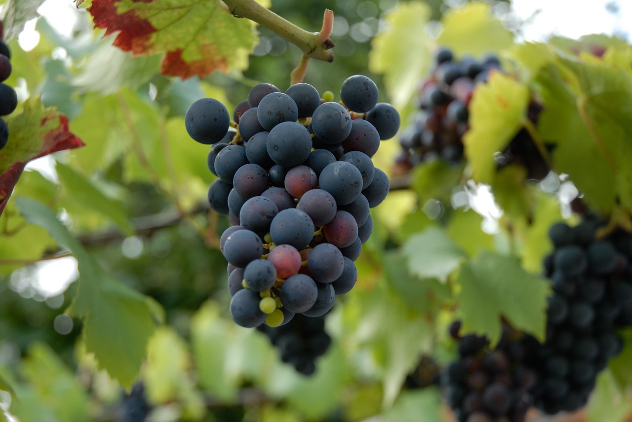 red wine leaves nature free photo