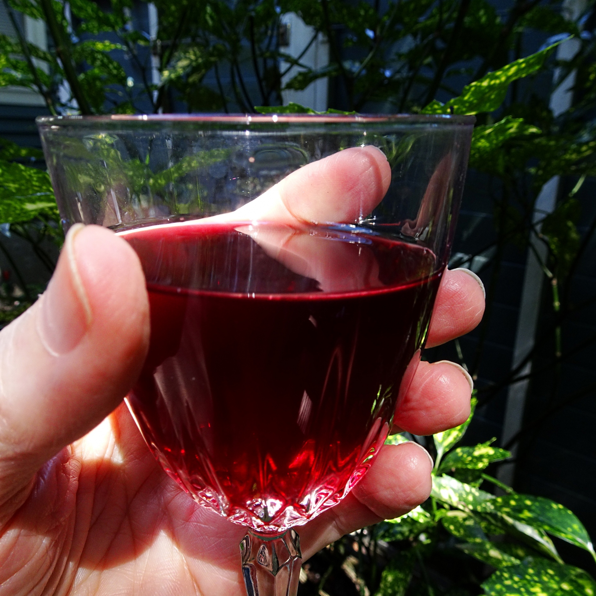 glass red wine free photo