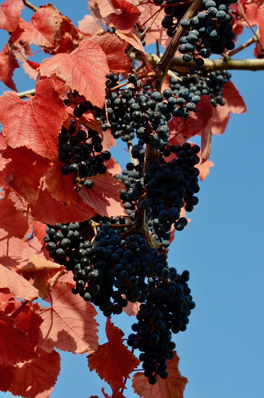 red wine  grapes  wine free photo