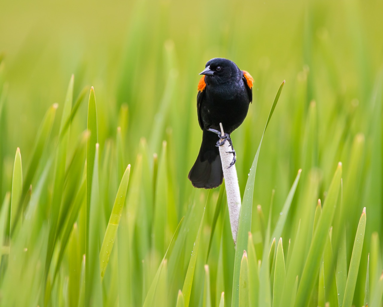 red wing blackbird  bird  perched free photo