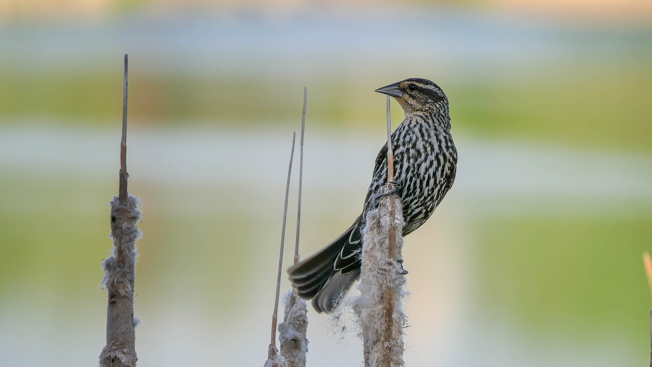 red wing blackbird  female  feather free photo