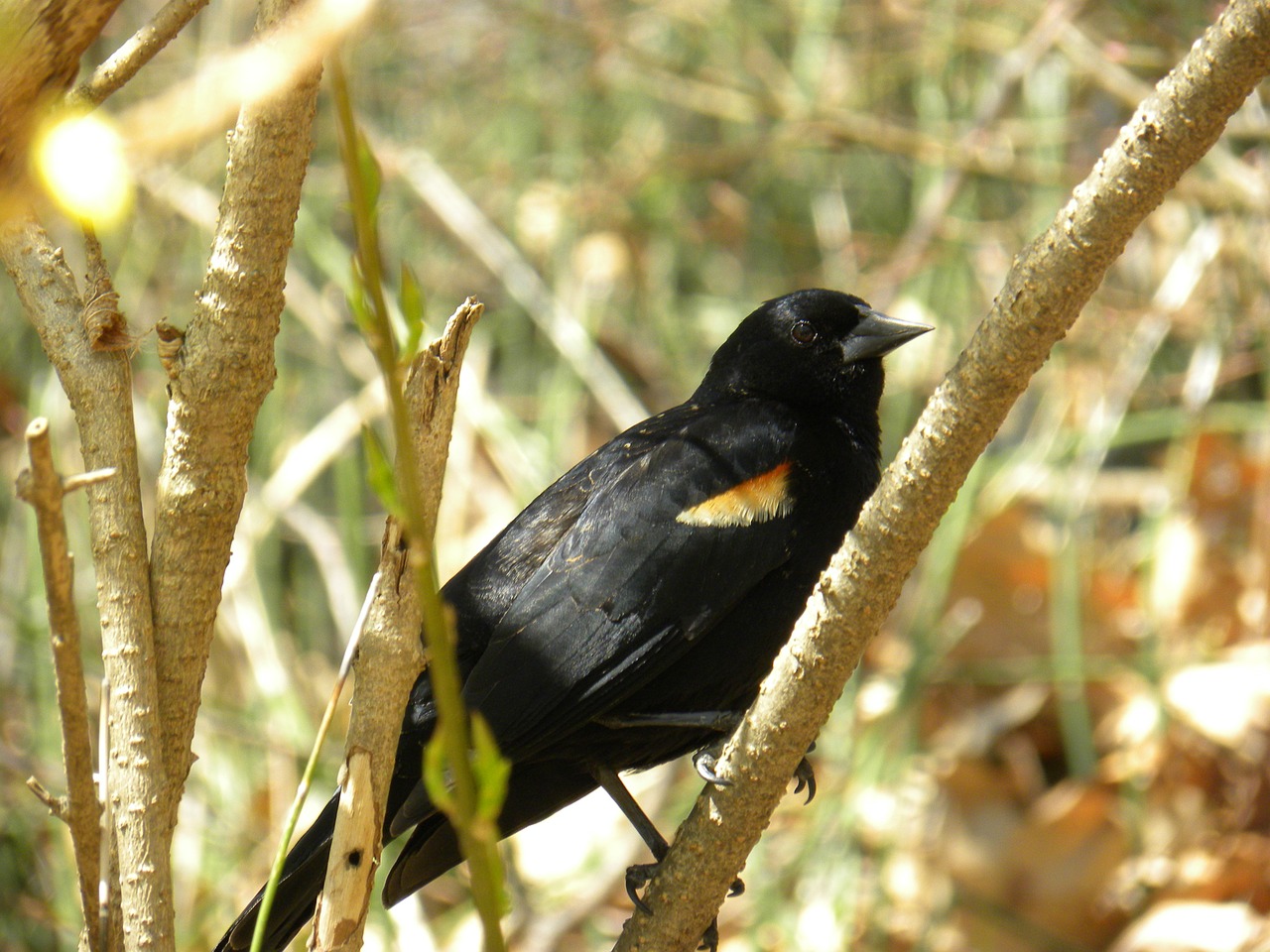 red-winged blackbird animal free photo