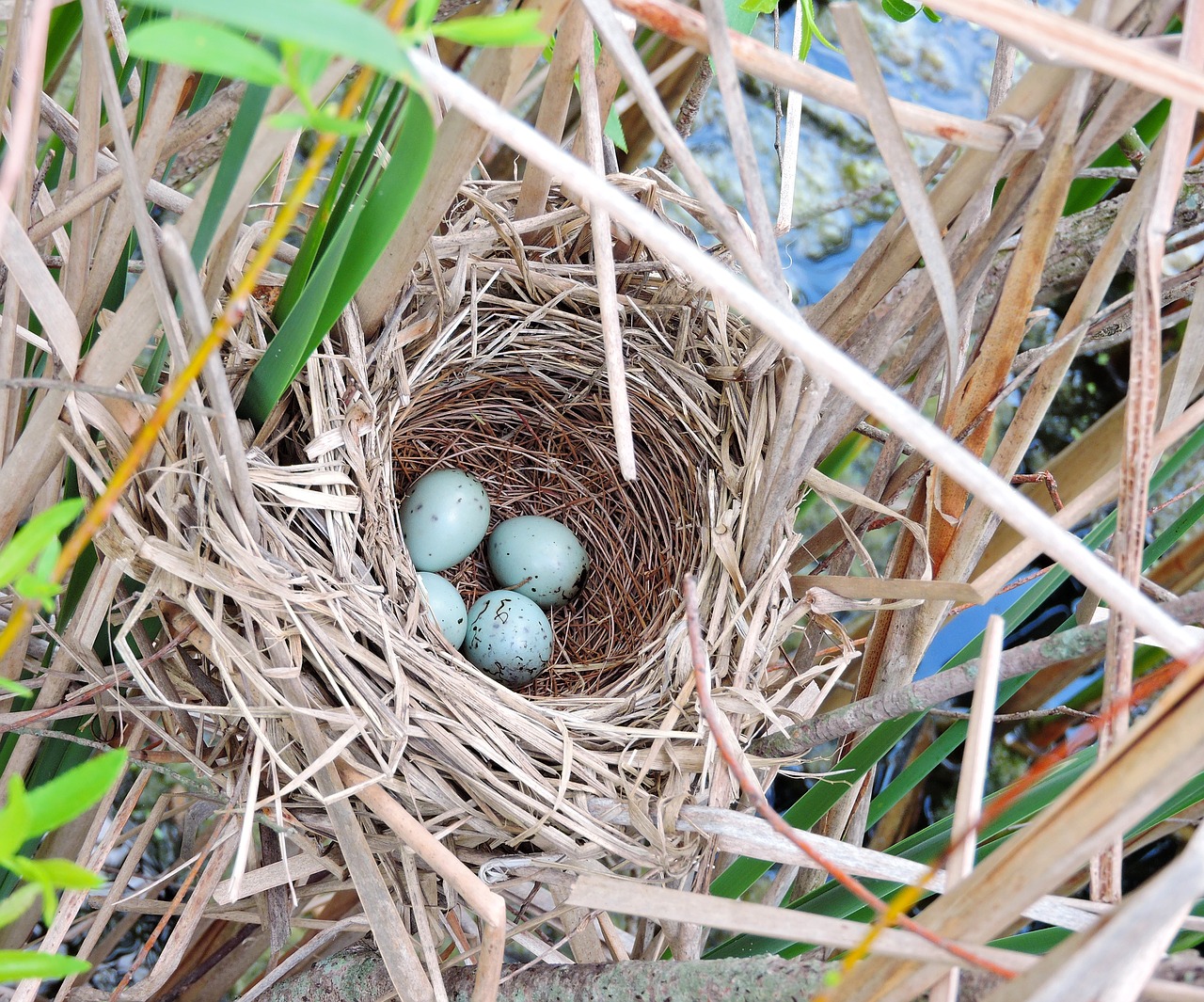 red-winged black bird birds bird nests free photo