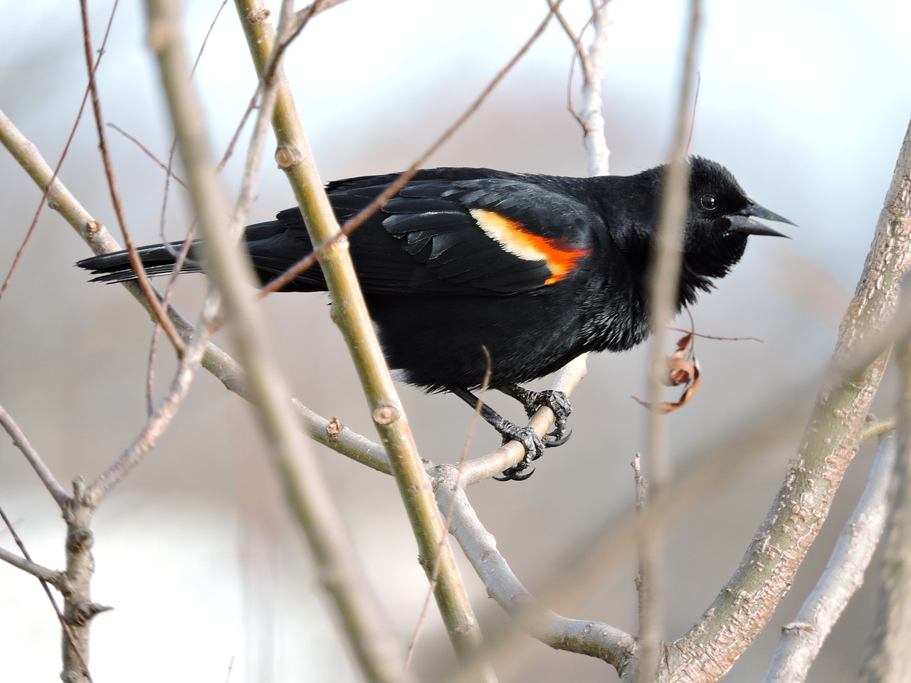 red-winged black bird birds bird watching free photo
