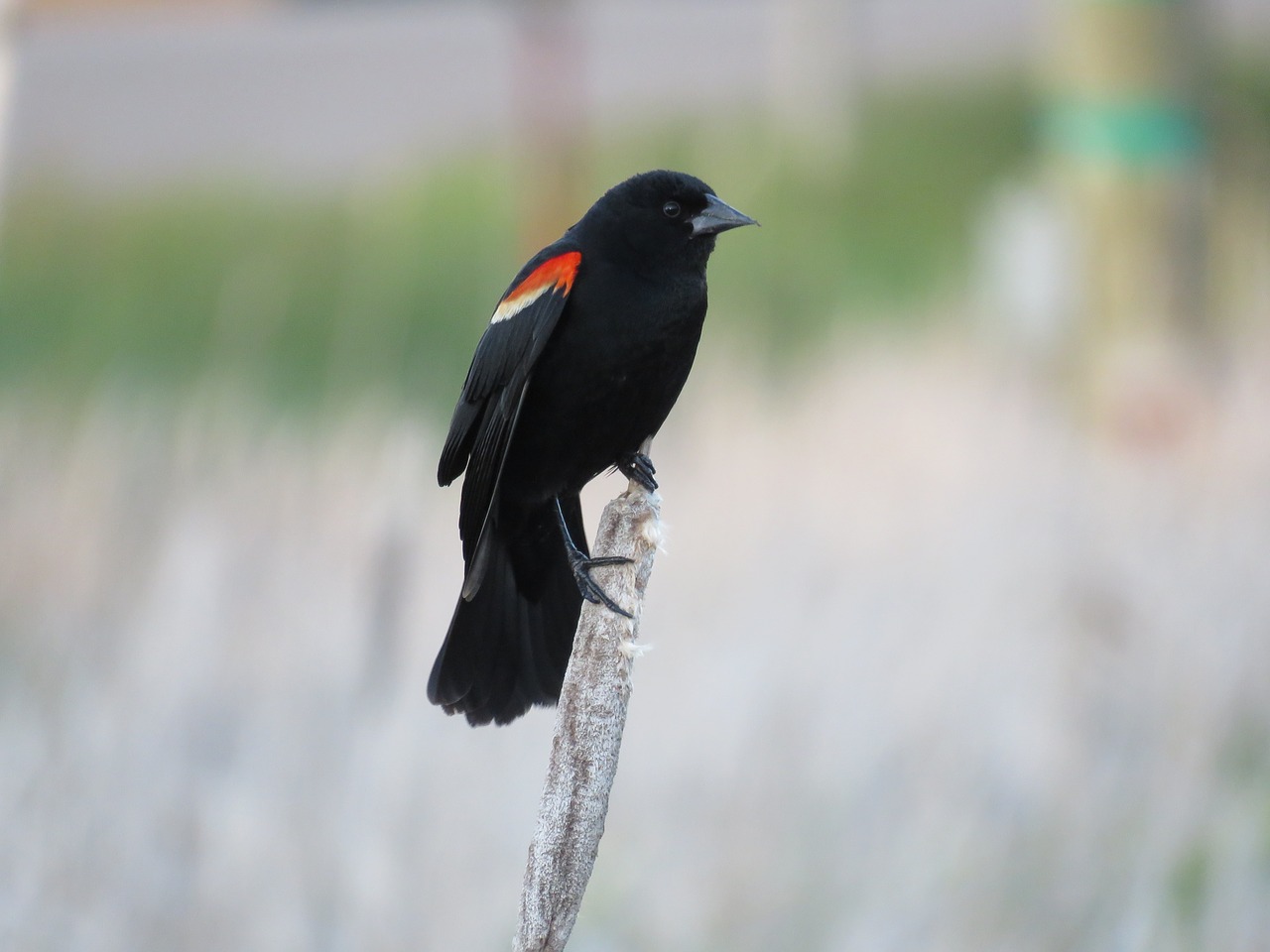 red winged blackbird blackbird bird free photo