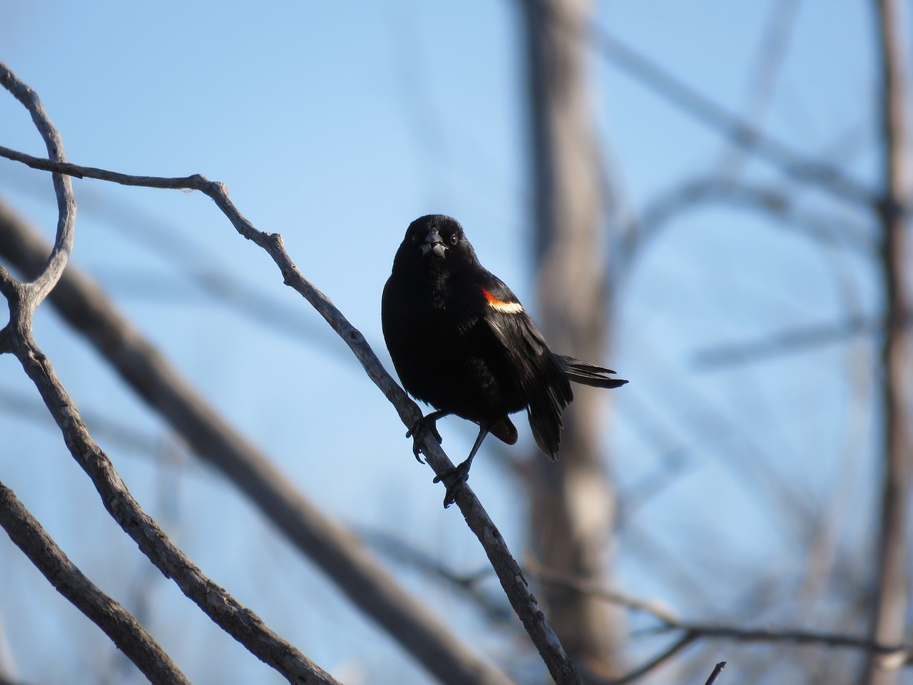 red-winged blackbird blackbird red-winged free photo