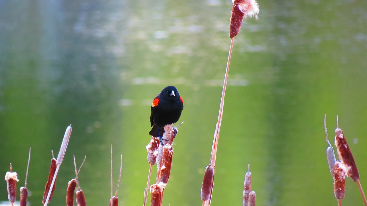 red-winged blackbird nature marsh free photo