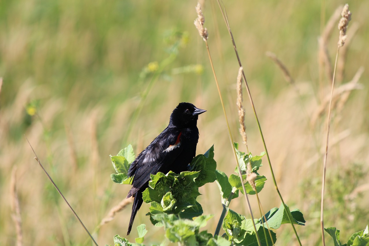 red-winged blackbird  fledgling  bird free photo