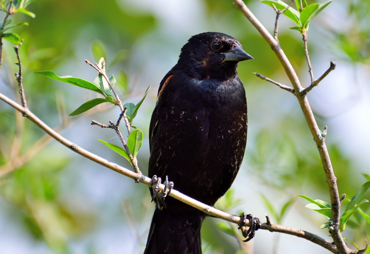 red-winged blackbird algelaius humeralis bird free photo