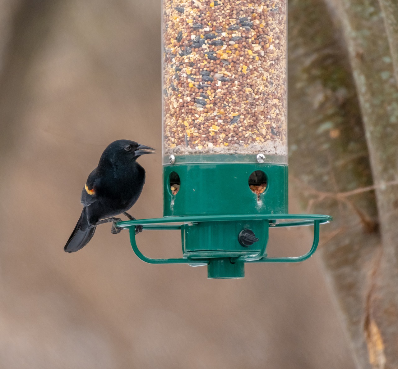 red winged blackbird  bird feeder  backyard free photo