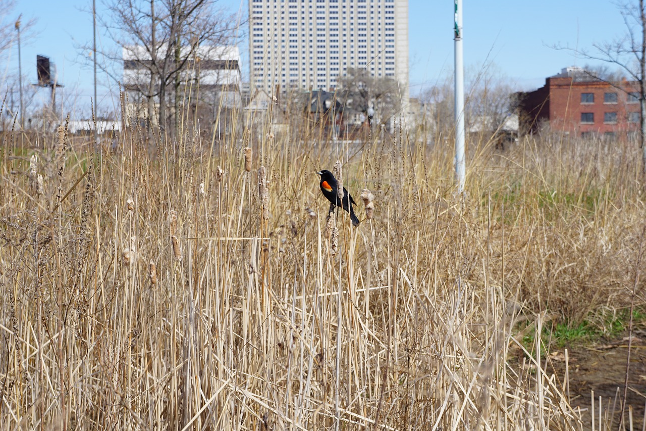 red-winged blackbird  city  state park free photo