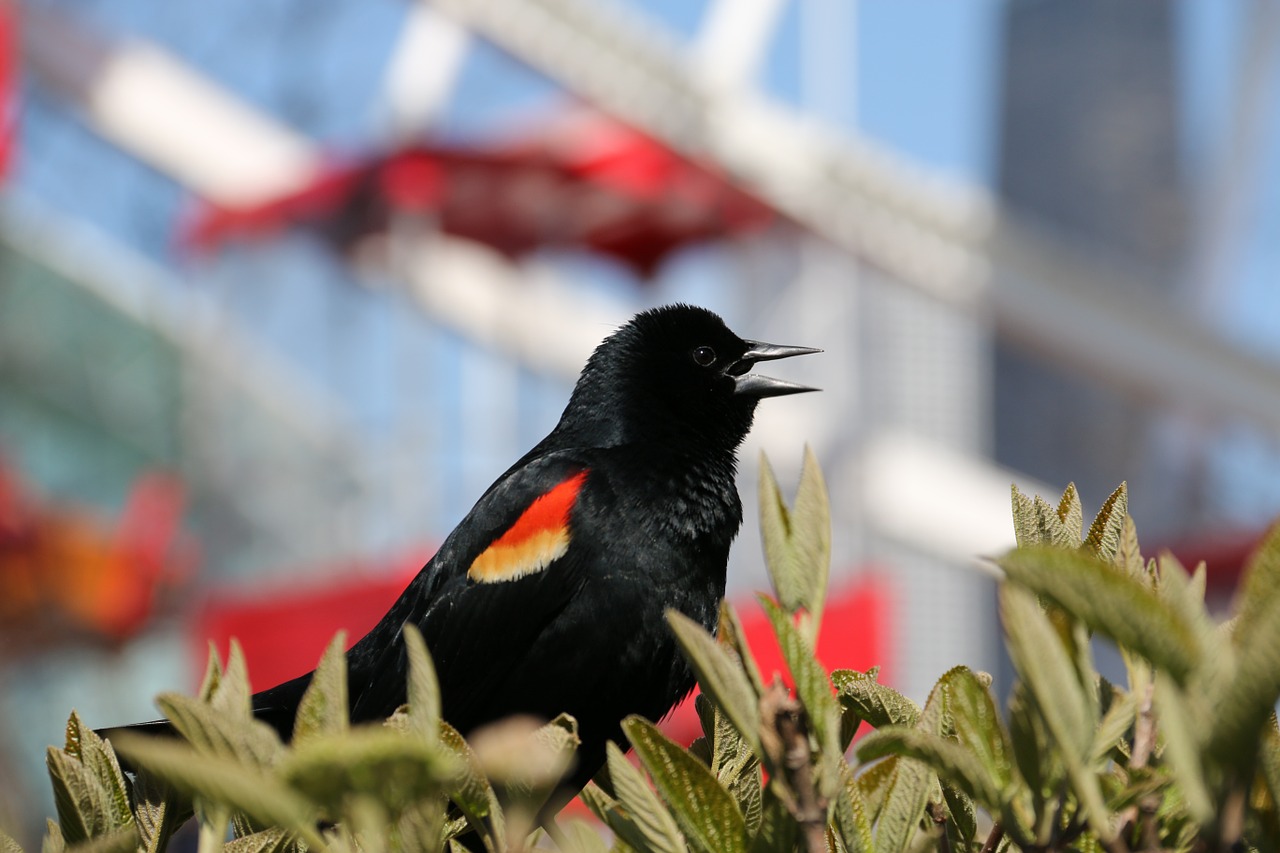 red-winged blackbird sparrow bird red-winged free photo