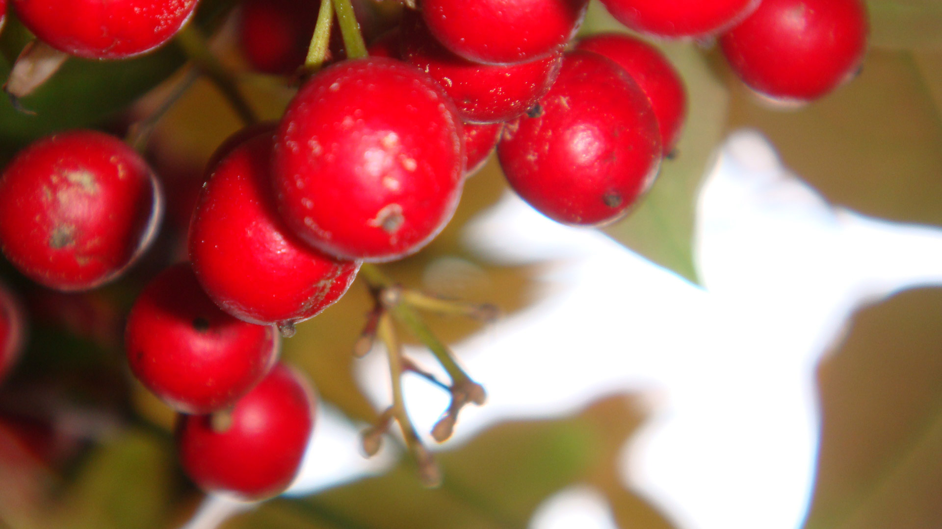 red berry berries free photo