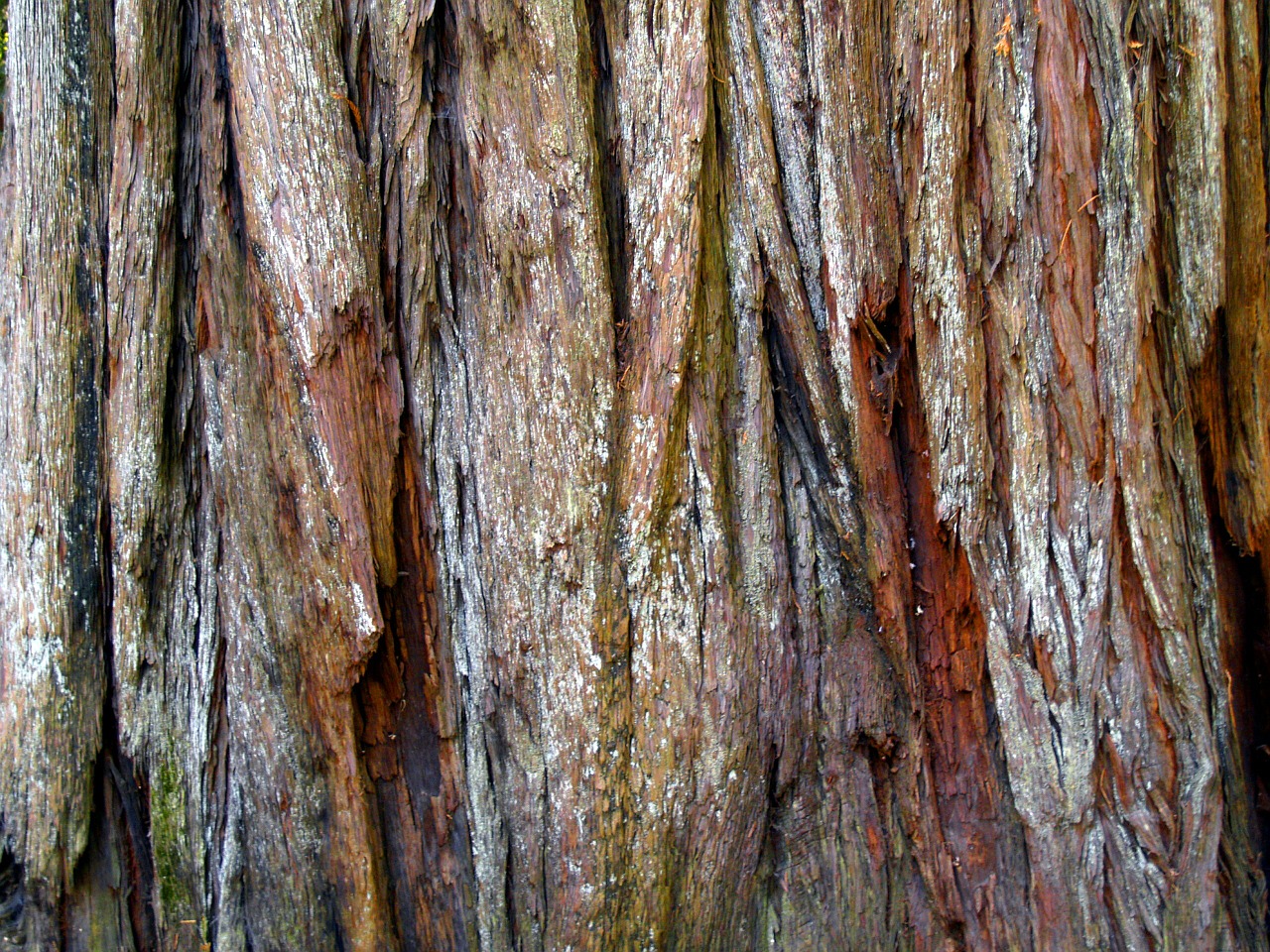 red wood bark tree free photo