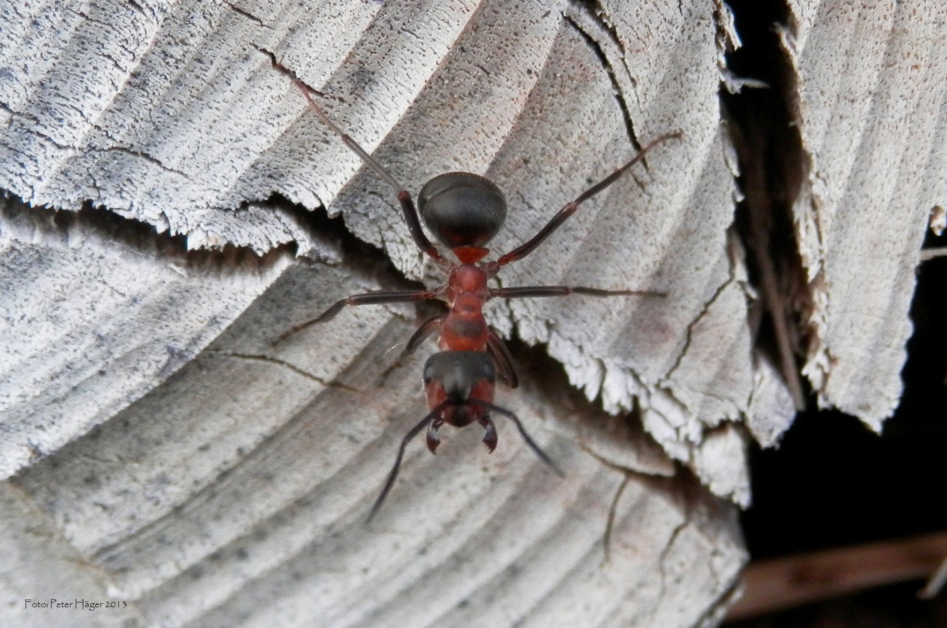 southern red ant ant free photo