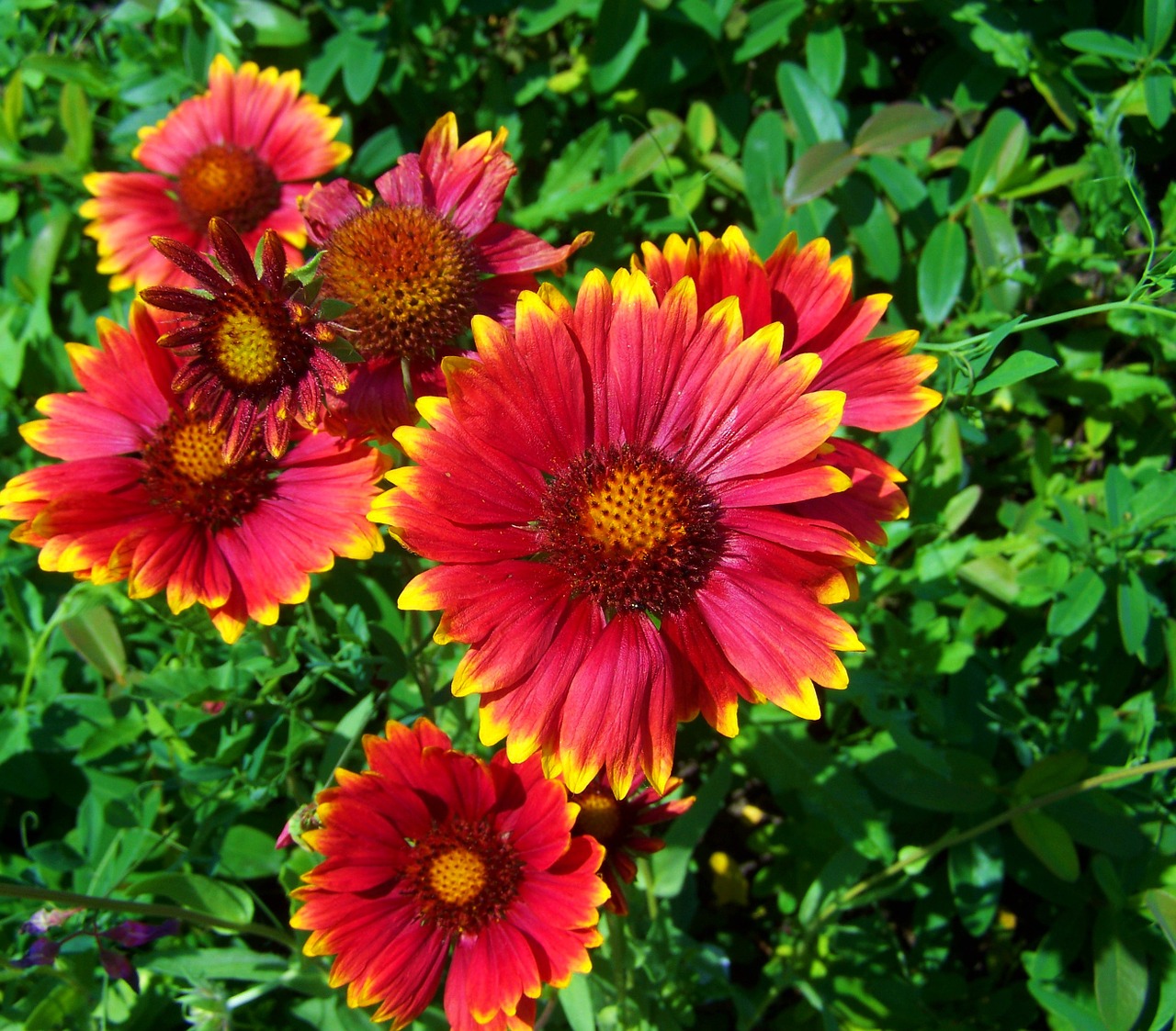 red-yellow napvirág flower garden summer flower free photo