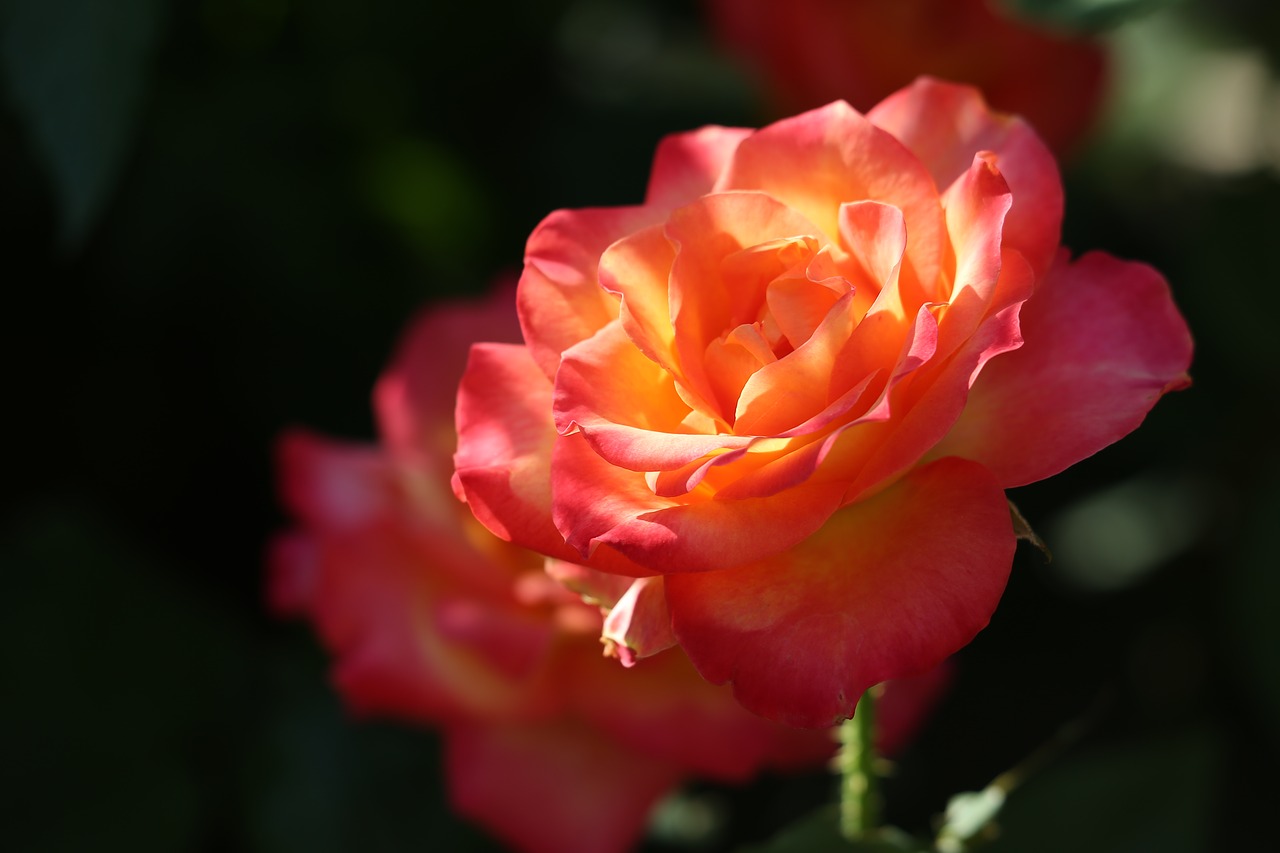 red yellow rose  alinka  evening free photo