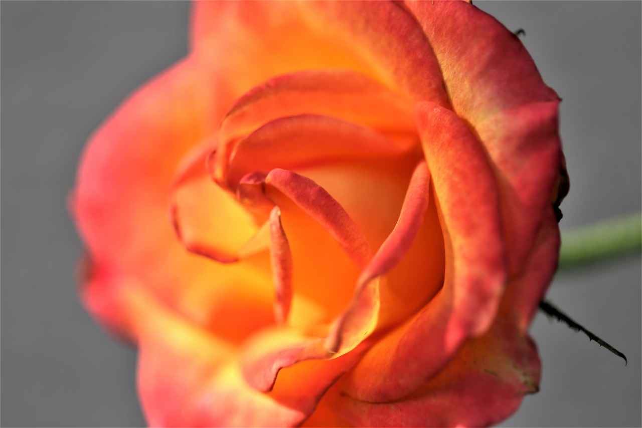 red yellow rose  alinka  blooming free photo